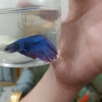 ماهی کوی ماهی فایتر|ماهی|تهران, توحید|دیوار