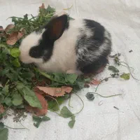 بچه‌خرگوش‌|موش و خرگوش|مشهد, کلاته برفی|دیوار