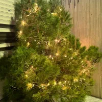 درخت کریسمس طبیعی ارتفاع ۳متر