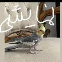 عروس گم شده