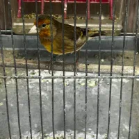 سهره قناری سرخ|پرنده|اندیشه, اندیشه فاز ۲|دیوار