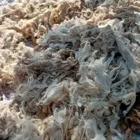 پشم گوسفند پنج کیلو