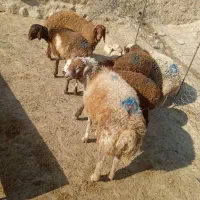 بره قوچ سبز|حیوانات مزرعه|کوهدشت, |دیوار