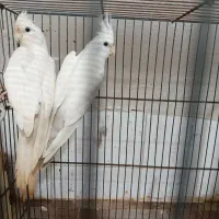 عروس هلندی آلبینو نر