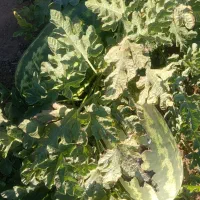 هندوانه بیضی اصلی مخصوص صادرات|عمدهفروشی|شوش, |دیوار