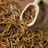 میلورم درجه یک خشک و زنده به صورت فله و جزئی