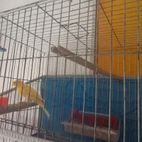 قناری مست|پرنده|بوکان, |دیوار