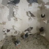 کبوتر