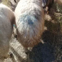 گوسفند خشک هی وه ورن|حیوانات مزرعه|چرداول, |دیوار