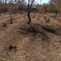 فروش باغ خوش جا با قیمت استثنایی|فروش زمین و ملک کلنگی|بهمن صغاد, |دیوار