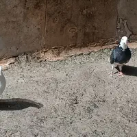 کبوتر