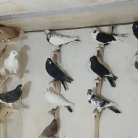 دسته کفتری (کبوتر)پرشی|پرنده|مرودشت, کوشک|دیوار
