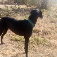 تازی سالوکی