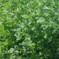 فروش بذر یونجه گرمسیری کل استان کشاورز|خدمات باغبانی و درختکاری|نرماشیر, |دیوار