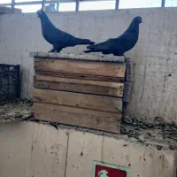 کبوتر عربی، زاغ زنگی