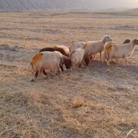 گوسفند