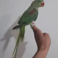 شاه طوطی نر معاوضه با گرینچیک|پرنده|تهران, گلچین|دیوار