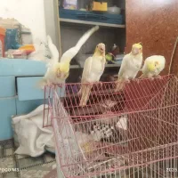 عروس هلندی بسیار عالی و سالم