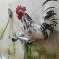 خروس ژاپنیست خوشگل