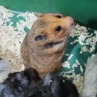 فروش تکی یا گله ی همستر سوری مو بلند