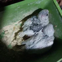 جوجه مرغ عشق سرلاکی رنگ خاص در کوهچنار