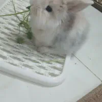 بچه خرگوش