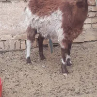 بز جوان|حیوانات مزرعه|اشکذر, |دیوار