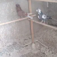 نرماده پرشی