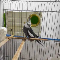وایت فیس با قفس و وسایل کامل