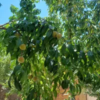 فروش باغ ویلا دنج بوژان با بنا و محوطه زیبا|فروش خانه و ویلا|نیشابور, فضل|دیوار