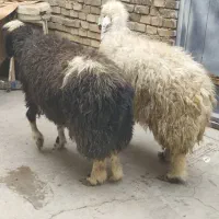 گوسفند‌و‌بره‌کوت‌عبدالله|حیوانات مزرعه|اهواز, اهواز|دیوار