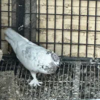 دوتا کفتر|حیوانات|یزد, |دیوار