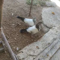 کبوتر زوردار