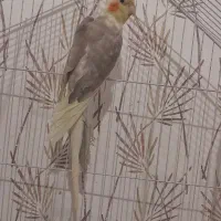 جفت عروس هلندی مولد