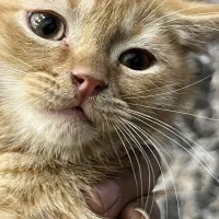 گربه اسکاتیش|گربه|قدس, شهر‌قدس|دیوار