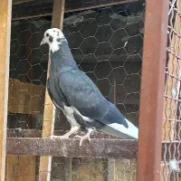 کبوتر