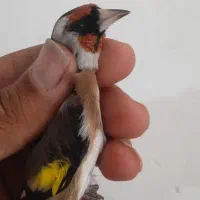 فروش 25عدد سره فروشی|پرنده|ملایر, |دیوار