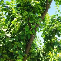 نهال های مناسب باغ و باغچه با تعداد عمده و خرده|خدمات باغبانی و درختکاری|اهر, |دیوار