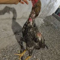 خروس لاری کوکو