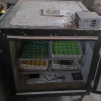دستگاه جوجه کشی