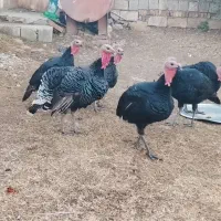 بوقلمون نر ارگانیک|حیوانات مزرعه|سیلوانه, |دیوار