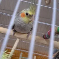 دو عدد عروس هلندی حدودا ۴ ماهه|پرنده|خمینی‌شهر, |دیوار