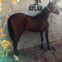 اسب کرد|اسب و تجهیزات اسبسواری|کاشمر, |دیوار