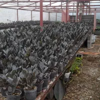 فروش انواع گلهای آپارتمانی