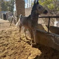 کارگر برای اصطبل