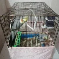 دوتا عروس هلندی با قفس و تجهیزات