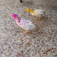 جوجه ها دوماهه واکسن زده و زرنگ