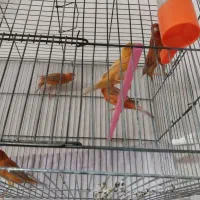 قناری دارچینی سرخ. سوخته سر ردفکتور کم رنگ  سره