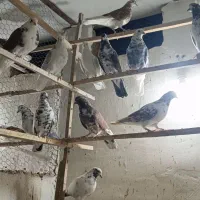 کهنه کفتر