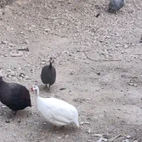 فروش مرغ شاخدار|حیوانات مزرعه|لامرد, |دیوار